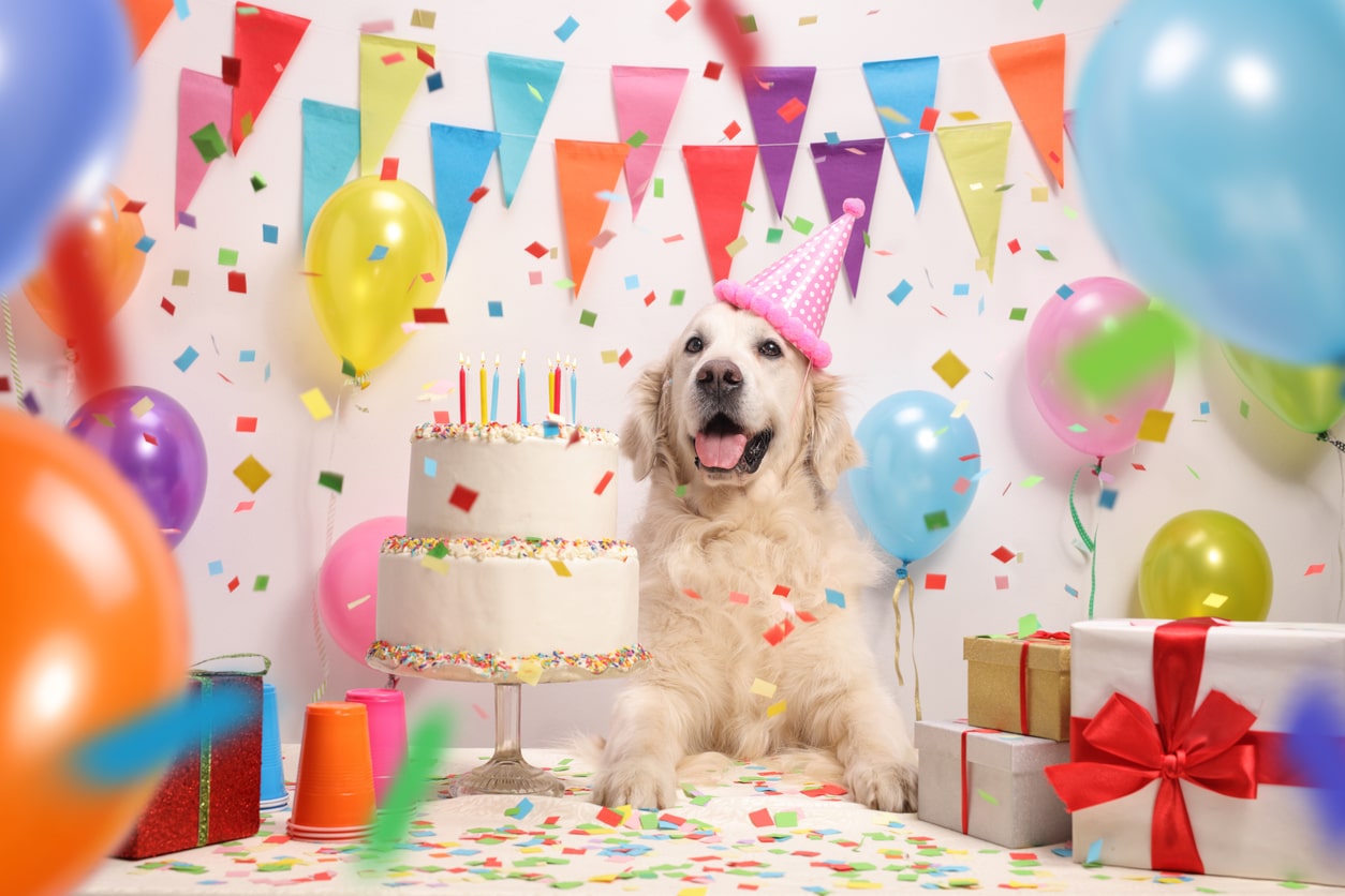 Read more about the article 9 Fun Dog Birthday Gift Ideas for your Special Pup’s Big Day!